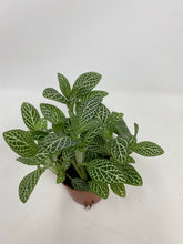 Load image into Gallery viewer, Fittonia Albivenis ‘Nerve Plant’
