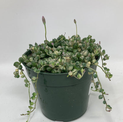 Senecio Rowleyanus ‘String of Pearls Variegated’