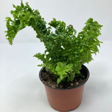 Load image into Gallery viewer, Nephrolepis Exaltata &#39;Boston Fern&#39;
