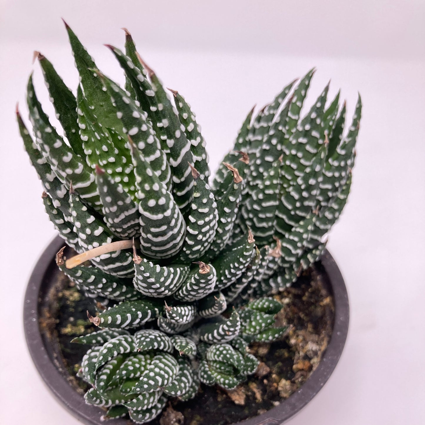 Haworthia zebrina 'Zebra'