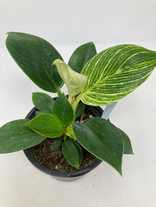 Philodendron 'Birkin'