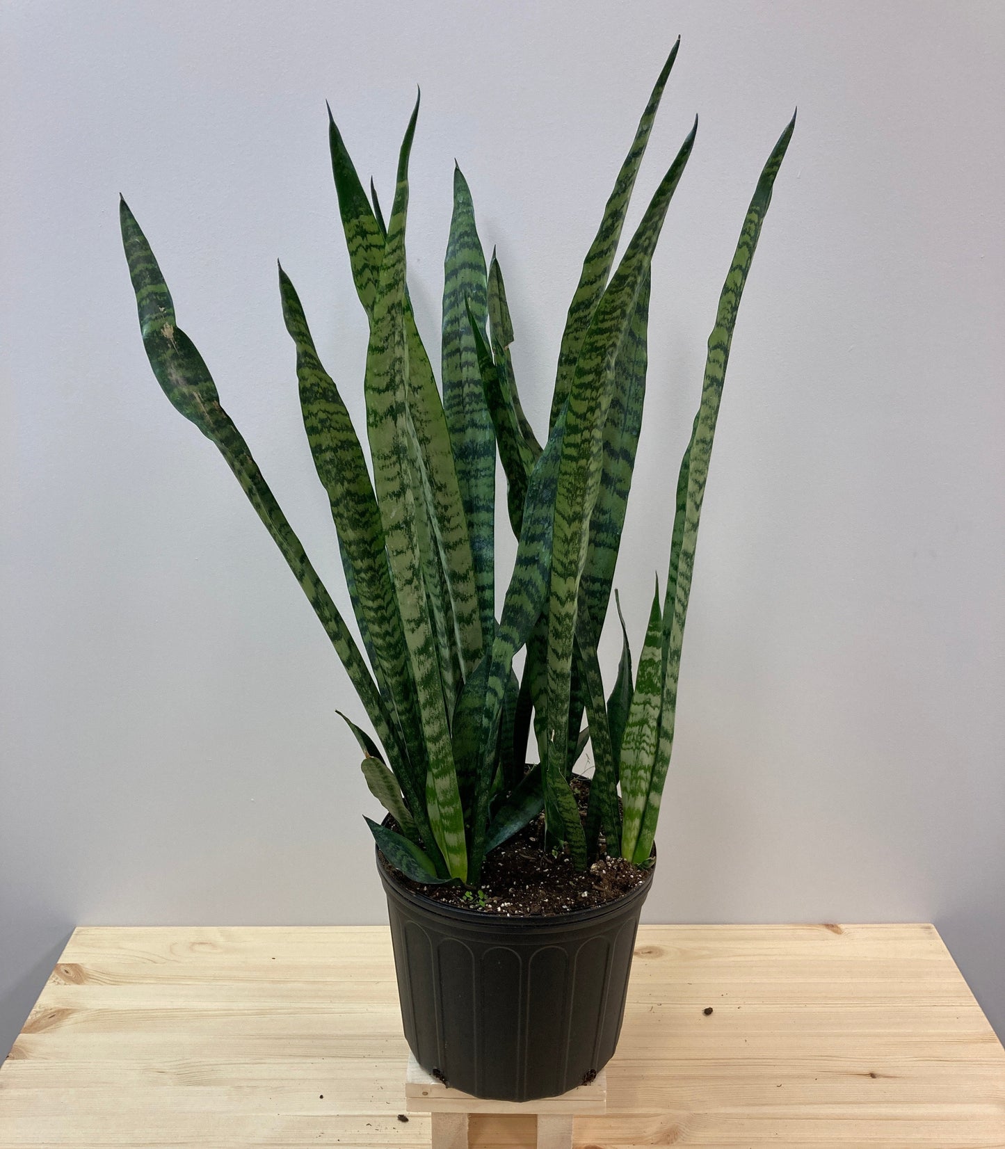 Sansevieria robusta
