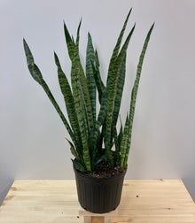 Sansevieria robusta