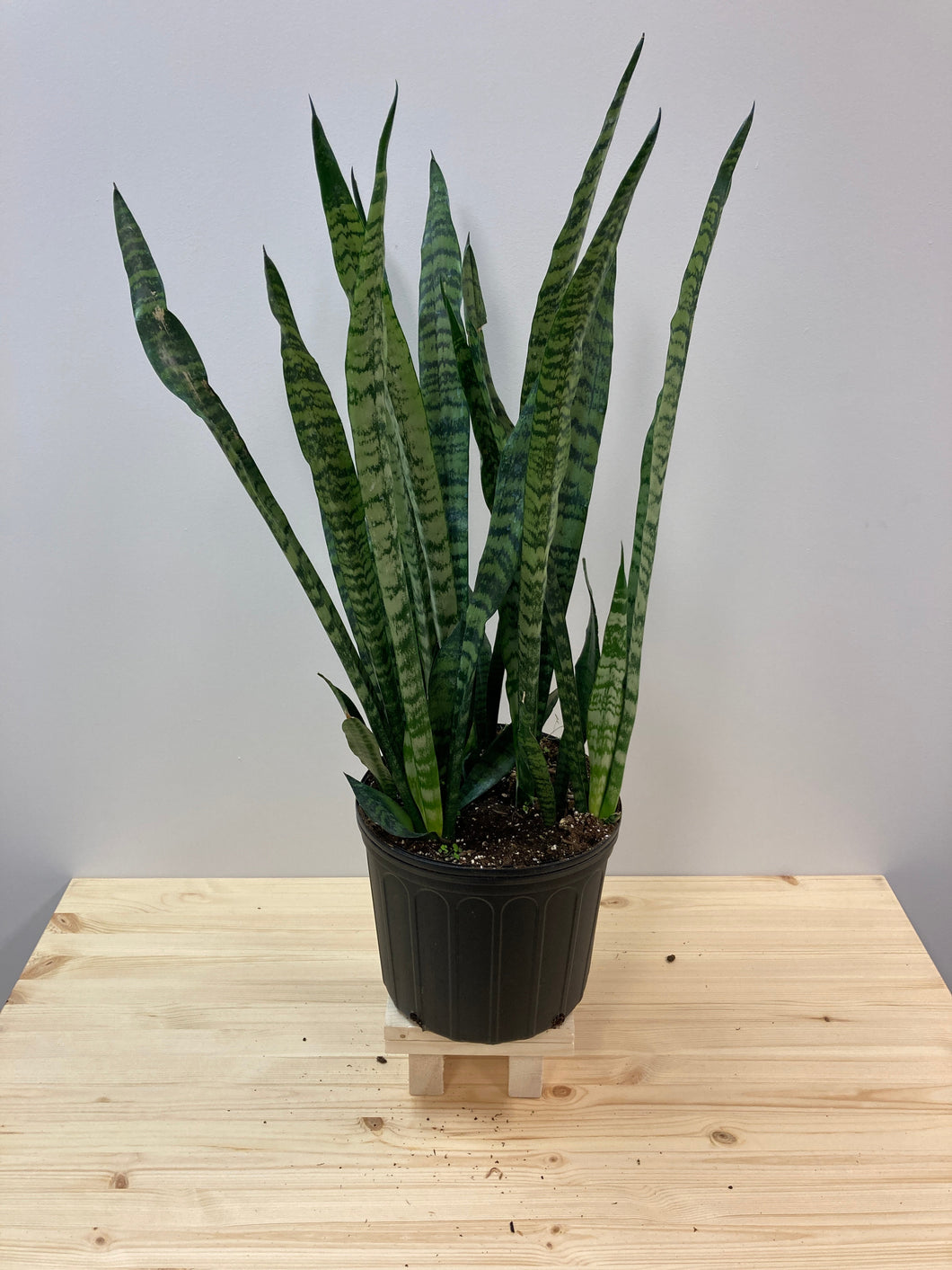 Sansevieria robusta