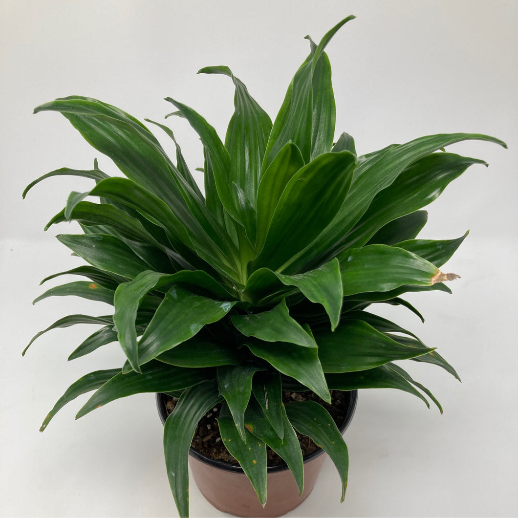 Dracaena Deremensis 'Janet Craig'
