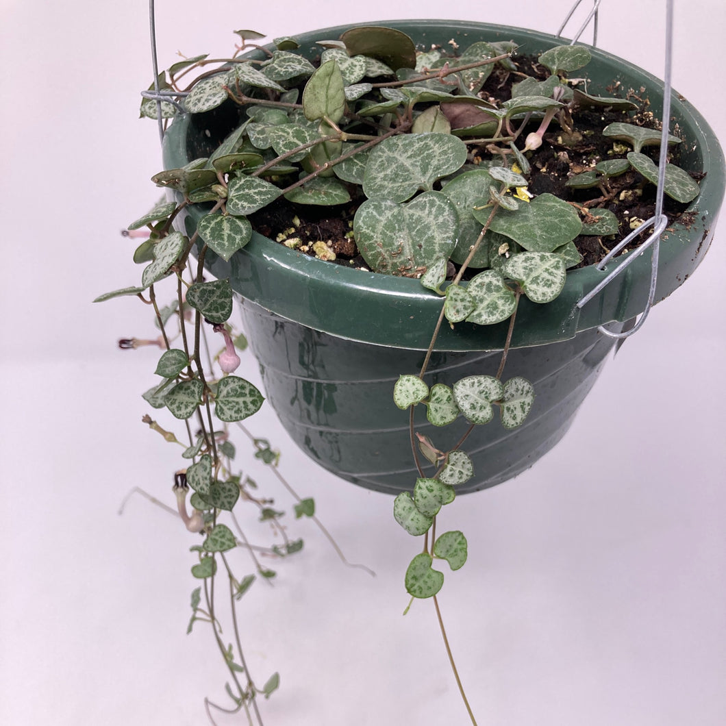 Ceropegia 'String of Hearts'