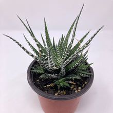 Haworthia fasciata 'Green'