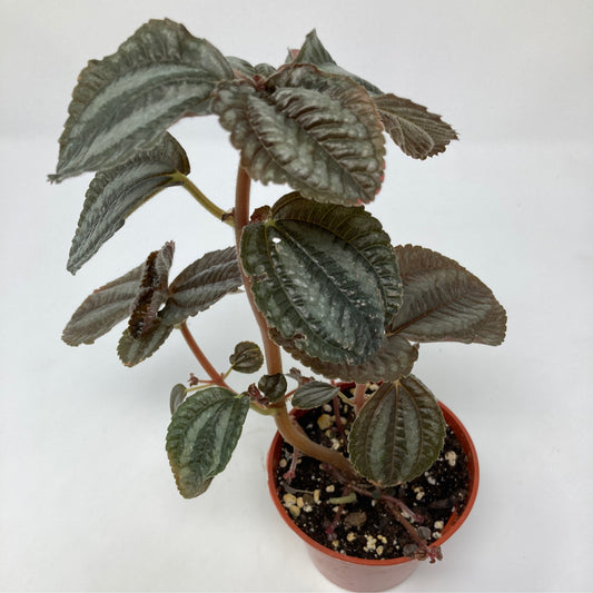 Pilea Involcurata Norfolk 'Friendship Plant'