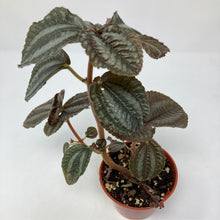 Load image into Gallery viewer, Pilea Involcurata Norfolk &#39;Friendship Plant&#39;
