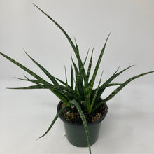 Sansevieria 'Fernwood'