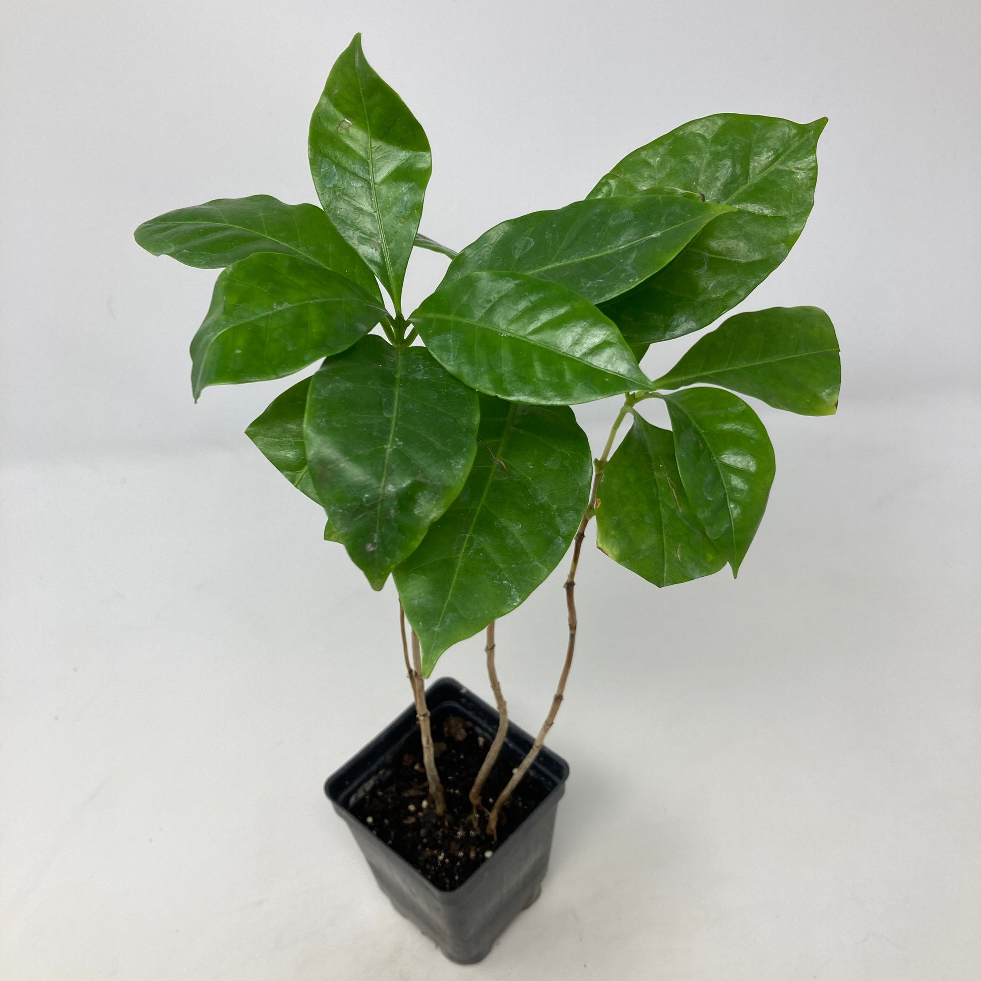 house coffee plant Coffea arabica 'Coffee Plant' – Snakeroot Botanicals