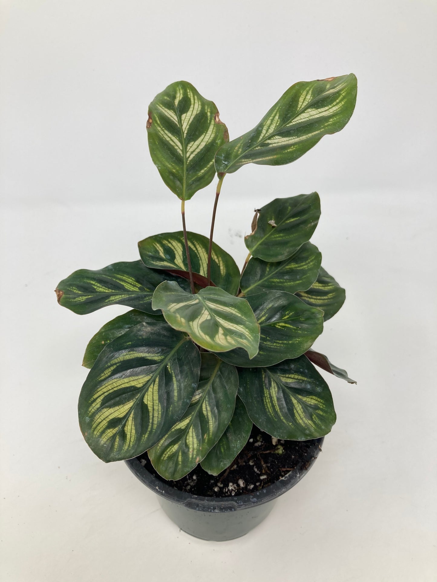 Calathea Makoyana 'Peacock Plant'