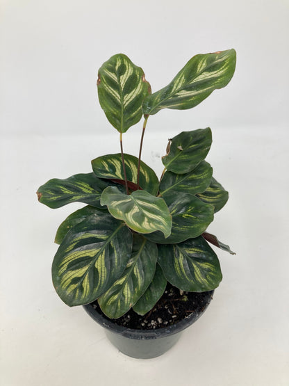 Calathea Makoyana 'Peacock Plant'