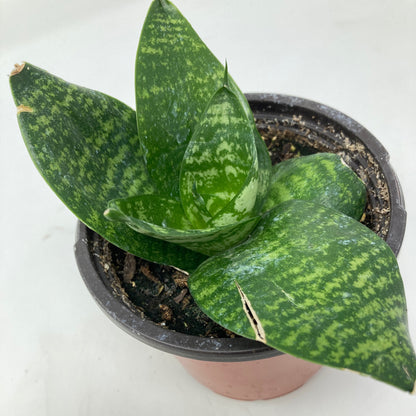 Sansevieria Hahnii 'Green Snake Plant' - 3" Pot