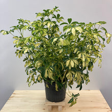 Load image into Gallery viewer, Schefflera arboricola &#39;Gold Capella&#39;
