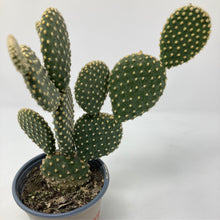 Load image into Gallery viewer, Microdasys Opuntia &#39;Bunny Ears Cactus&#39;
