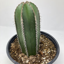 Pachycereus Marginatus 'Mexican Fence Post Cactus'