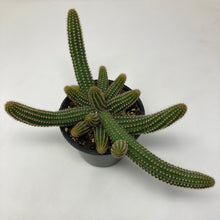 Echinopsis Chamaecereus 'Peanut Cactus'