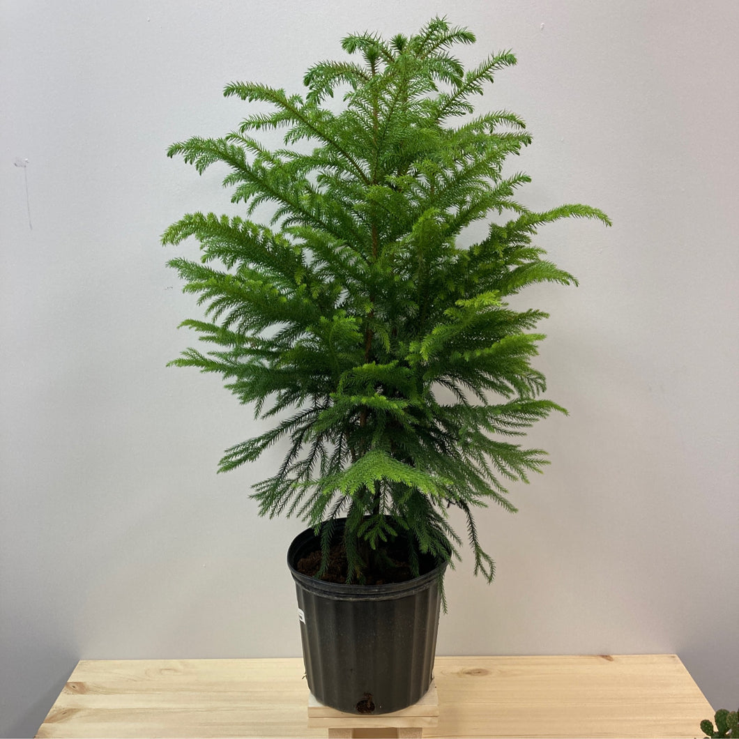 Araucaria Heterophylla 'Norfolk Island Pine'
