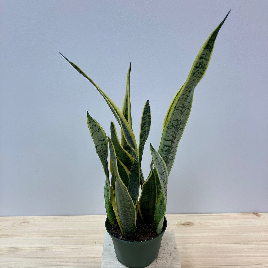 Sansevieria Trifasciata 'Snake Plant'