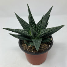 Haworthia 'Royal Highness'