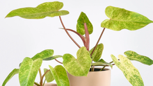 Philodendron 'Painted Lady'
