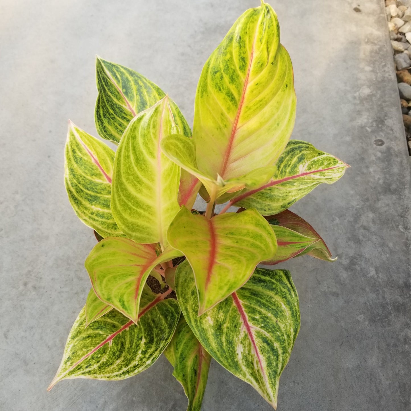 Aglaonema 'Golden Flourite'