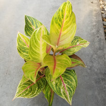 Aglaonema 'Golden Flourite'