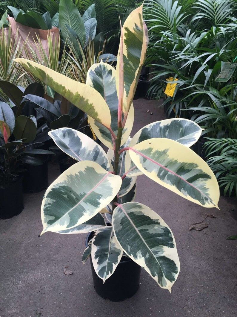 Ficus elastica ’Tineke’