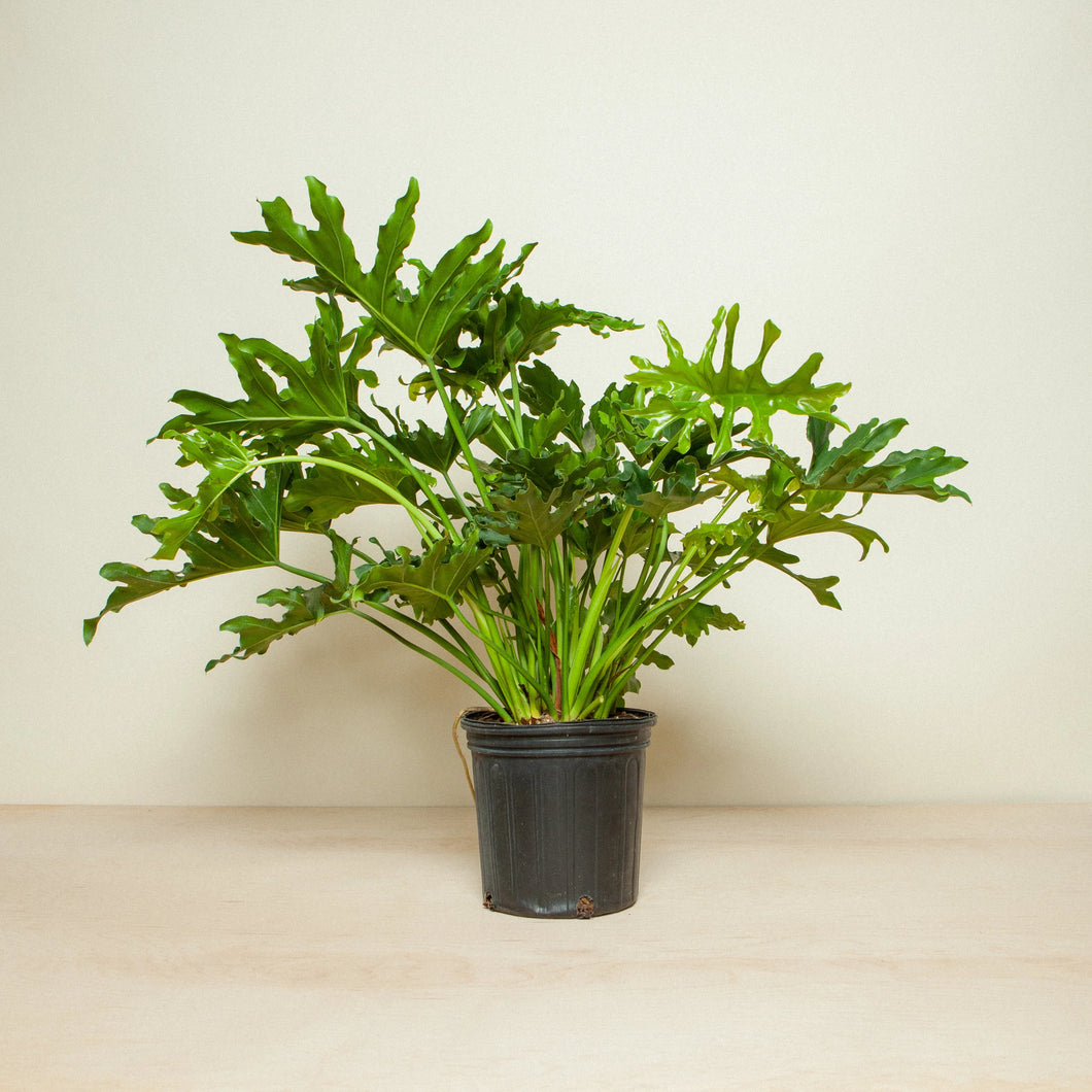 Philodendron selloupeatm 'Hope’