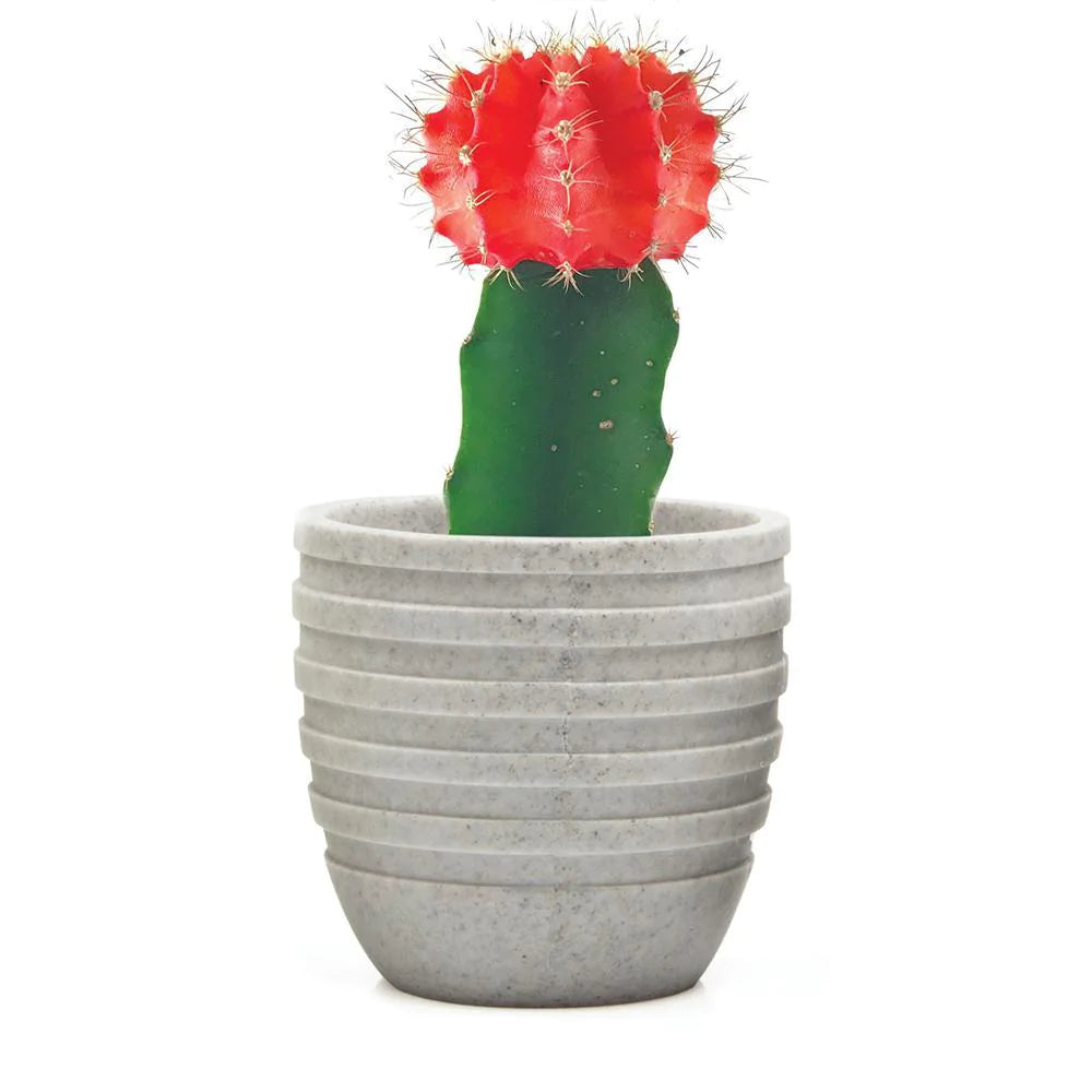 Stagma Pot