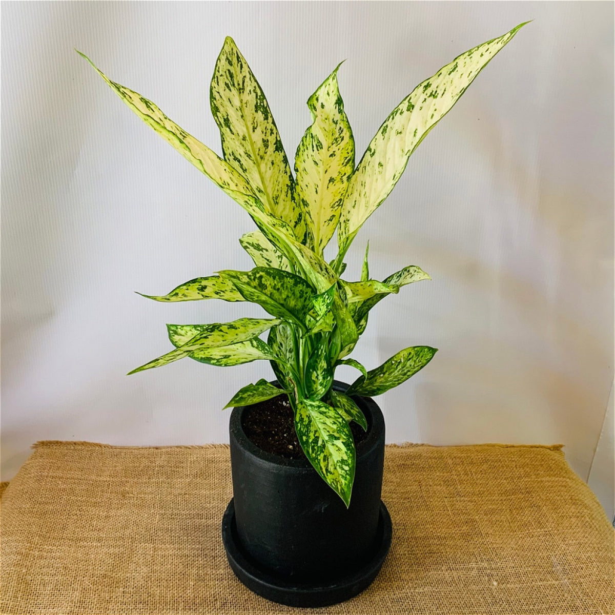 Dieffenbachia 'Vesuvius'
