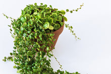 Peperomia Prostrata 'String of Turtles'