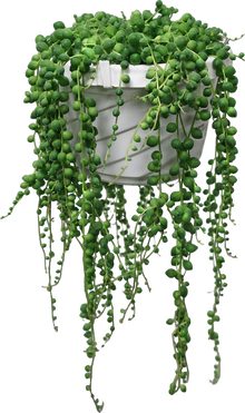 Senecio Rowleyanus 'String of Pearls'