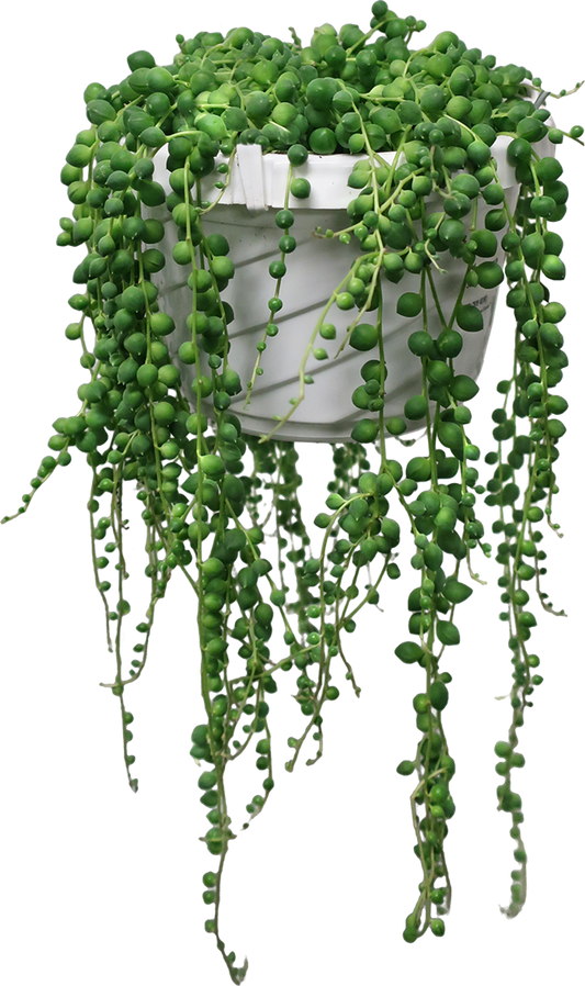 Senecio Rowleyanus 'String of Pearls'