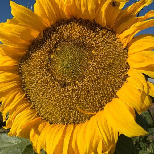 Sunflower, Titan Organic Seeds